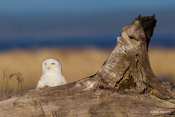 SO01035 Snowy Owl