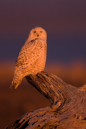 SO00275-Snowy-Owl-(female)