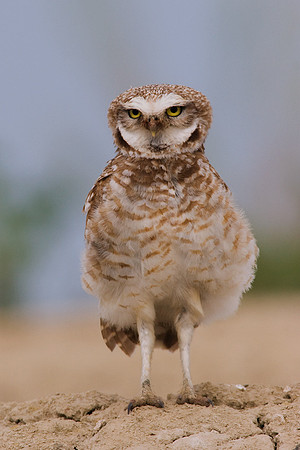 BWOL00358-Burrowing-Owl