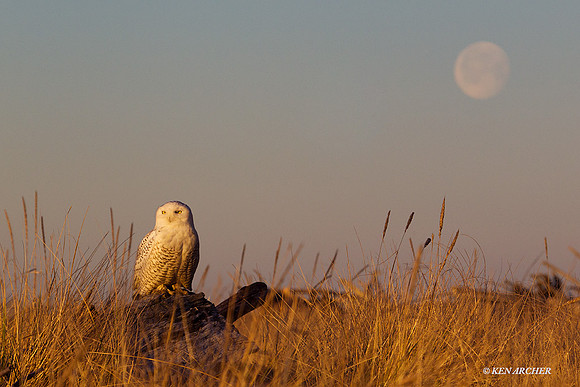 SO01224 Snowy Owl