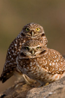 BWOL00110-Burrowing-Owl