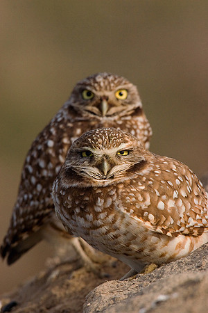 BWOL00110-Burrowing-Owl