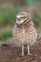 BWOL00454 - Burrowing Owl