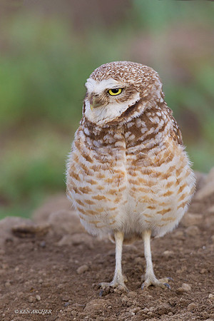 BWOL00454 - Burrowing Owl