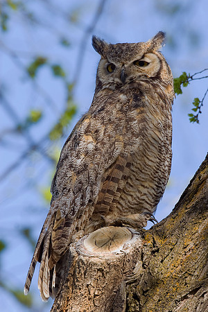 GHO00025-Great-horned-Owl
