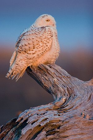 SO00291-Snowy-Owl-(female)