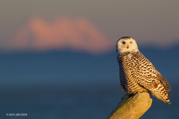 SO01102 Snowy Owl