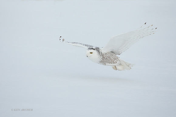 SO03470 - Snowy Owl