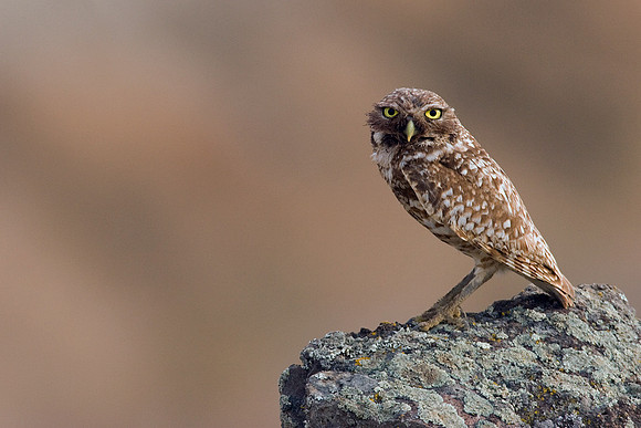 BWOL00224-Burrowing-Owl