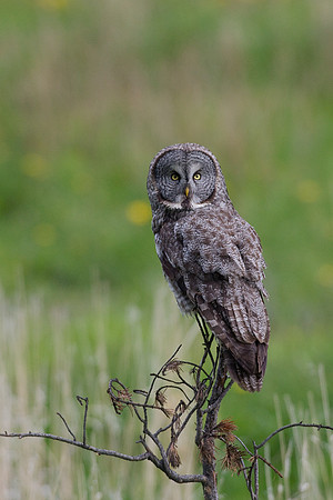 GGO00072-Great-Gray-Owl