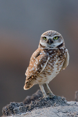 BWOL00215-Burrowing-Owl