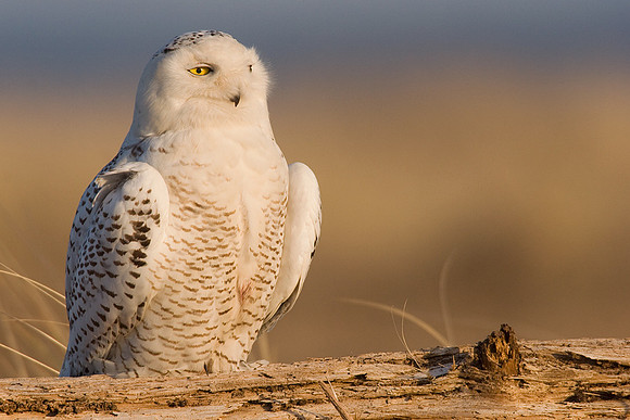 SO00051-Snowy-Owl-(female)