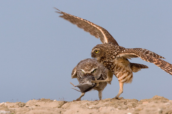 BWOL00259-Burrowing-Owl