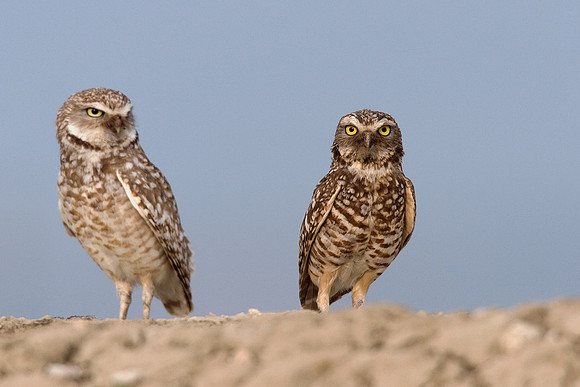 BWOL00264-Burrowing-Owl