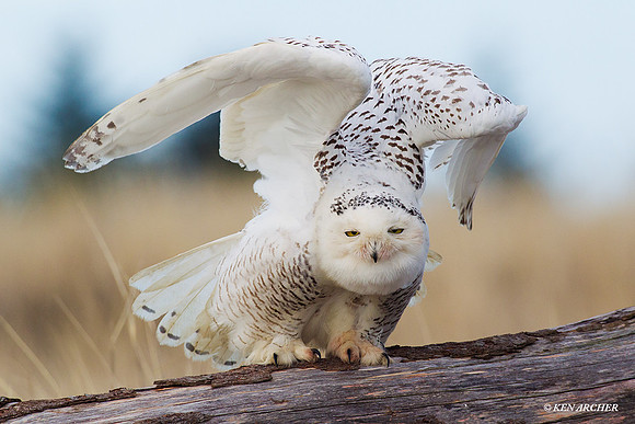 Snowy Owl - SO00969