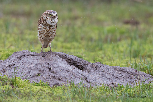 BWOL00857 - Burrowing Owl