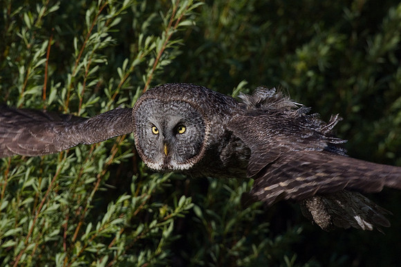 GGO00044-Great-Gray-Owl