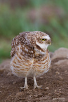 BWOL00474 - Burrowing Owl