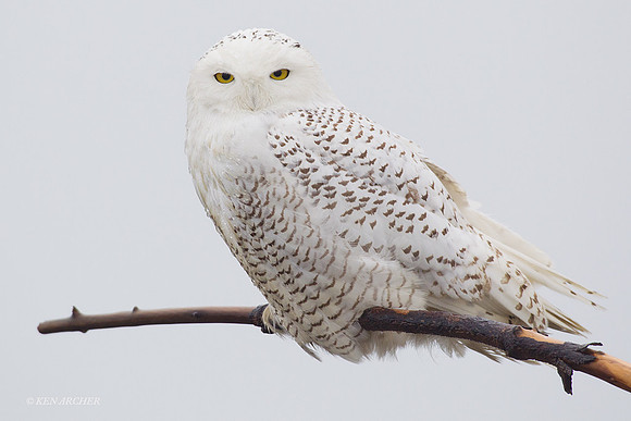 SO00613 Snowy Owl