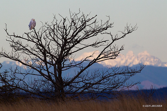 SO01008 Snowy Owl