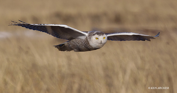 SO01665 Snowy Owl