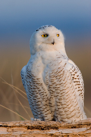 SO00106-Snowy-Owl-(female)