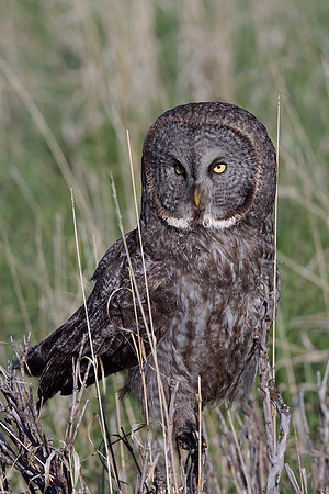 GGO00052-Great-Gray-Owl