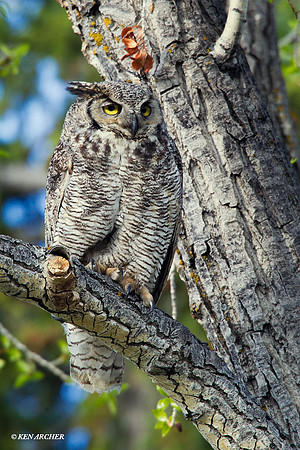 GHO00427 Great-horned Owl