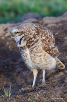 BWOL00581 - Burrowing Owl