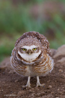 BWOL00485 - Burrowing Owl