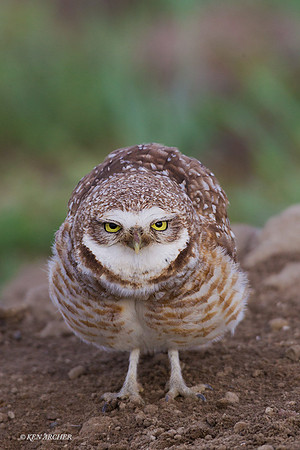 BWOL00485 - Burrowing Owl