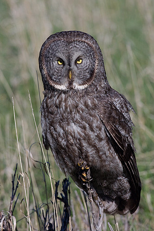 Great Gray Owl - GGO00063