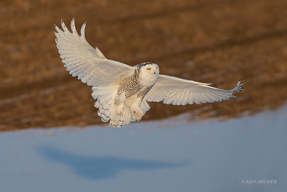 SO03169 - Snowy Owl