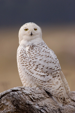 SO00202-Snowy-Owl-(female)