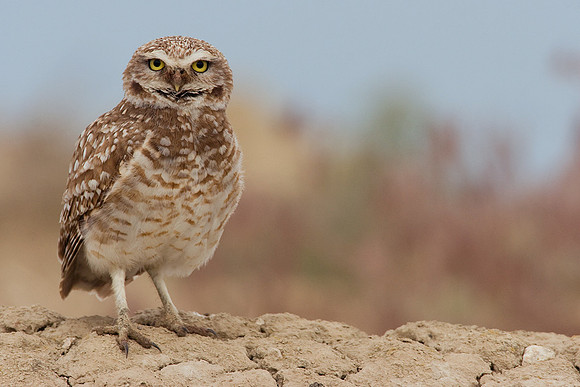 BWOL00327-Burrowing-Owl