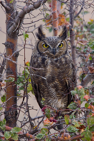 GHO00105-Great-Horned-Owl