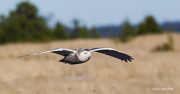SO01659 Snowy Owl