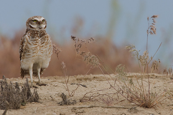 BWOL00362-Burrowing-Owl