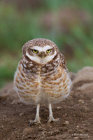 BWOL00453 - Burrowing Owl