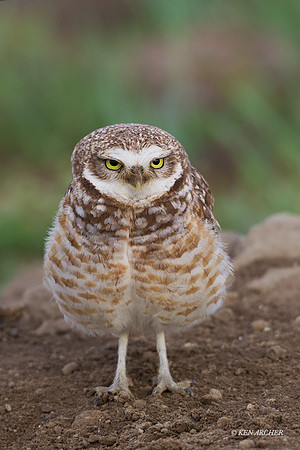 BWOL00453 - Burrowing Owl