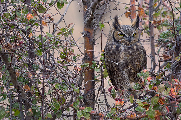 GHO00123-Great-Horned-Owl