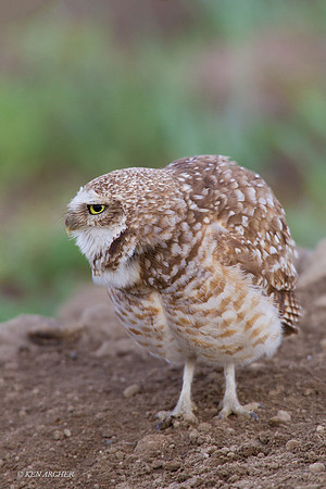 BWOL00496 - Burrowing Owl