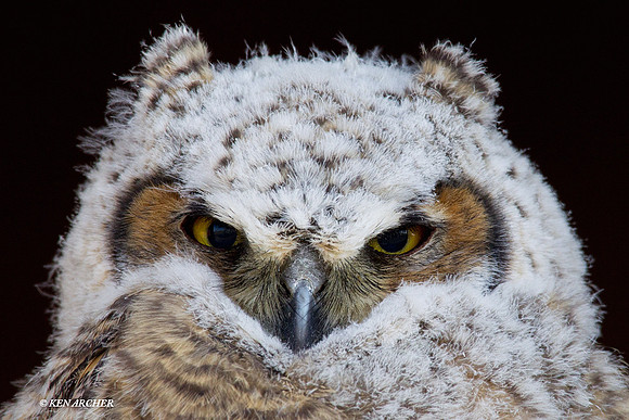 Great-horned Owl, fledgling - GHO00284