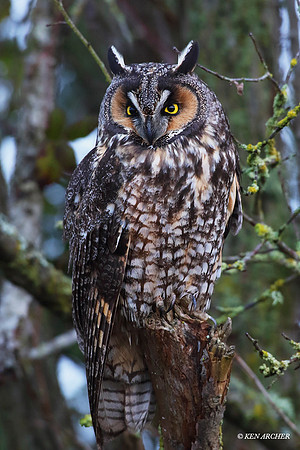 LEO00002 - Long-eared Owl