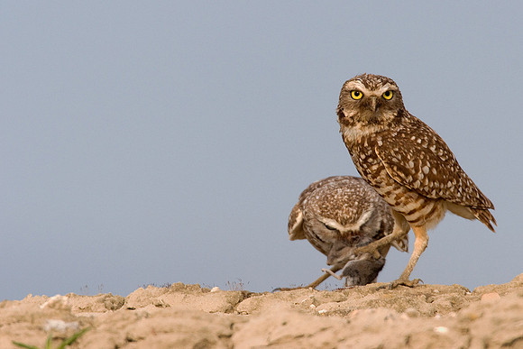 BWOL00258-Burrowing-Owl