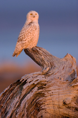 SO00258-Snowy-Owl-(female)