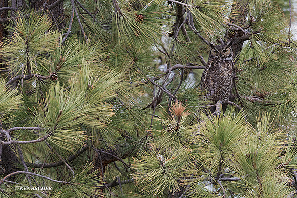 GHO00684 - Great Horned Owl