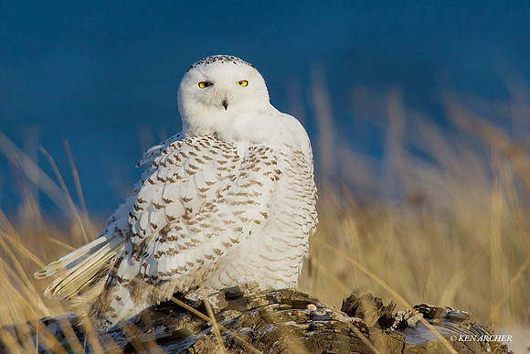 Snowy Owl - SO00387