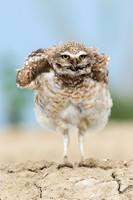 Burrowing Owl - BWOL00354