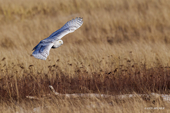 SO00857 Snowy Owl